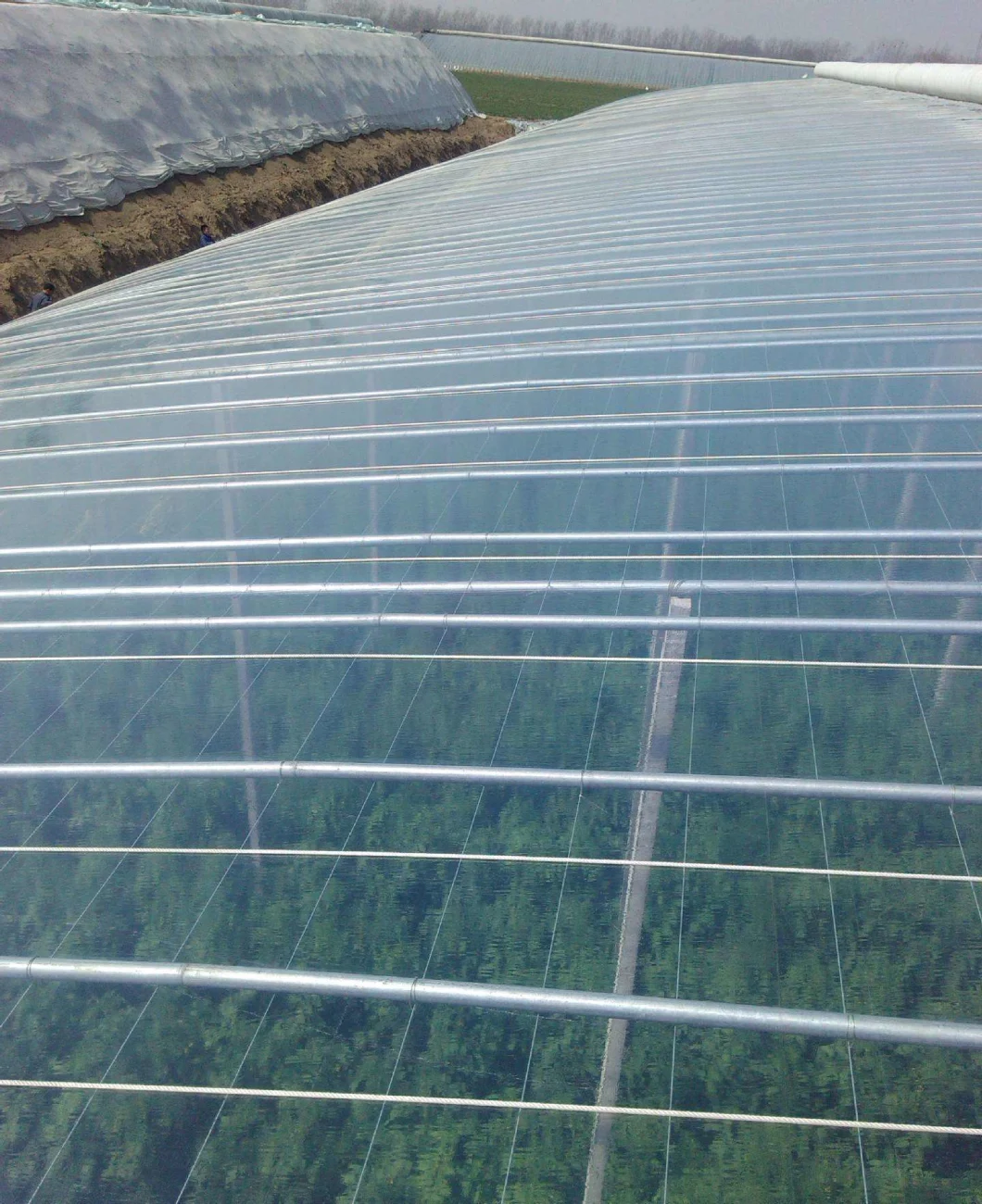 Hot Sale Single Span Tunnel Film Greenhouse with Side Ventilation