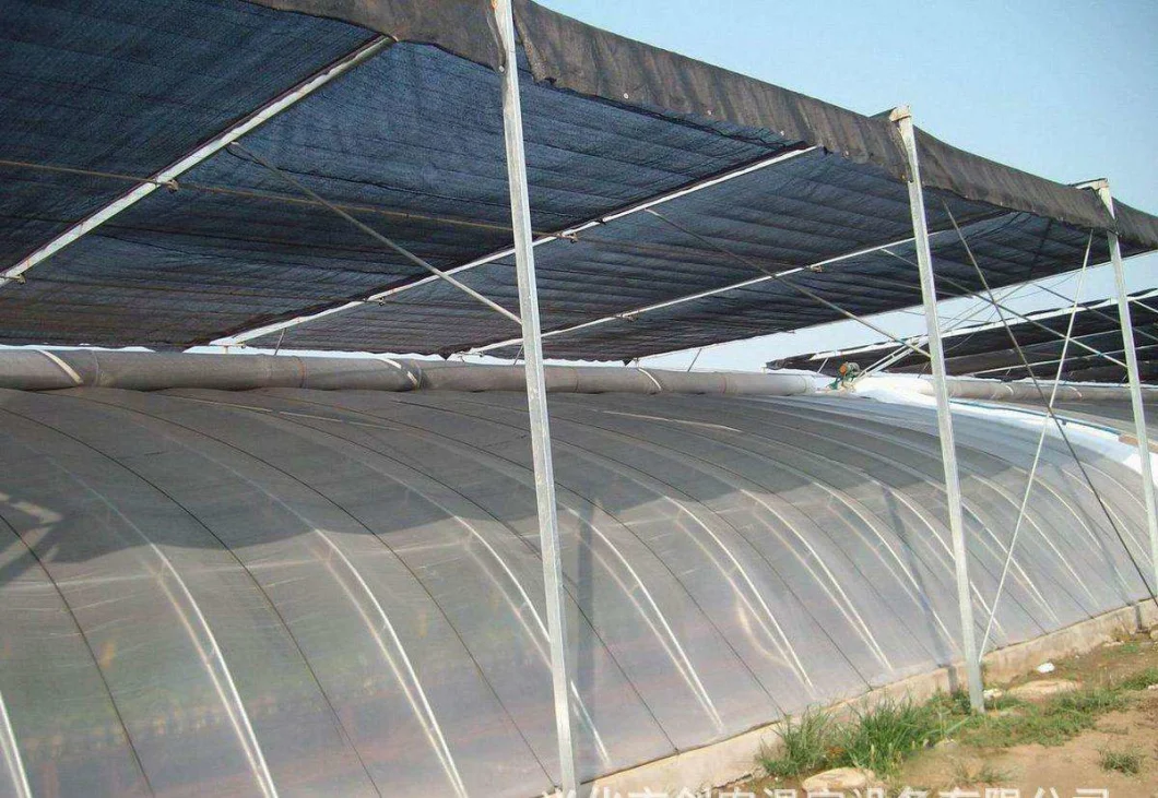 Hot Sale Single Span Tunnel Film Greenhouse with Side Ventilation