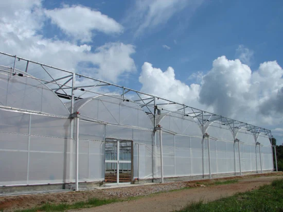 Invernadero de túnel de película polivinílica de un solo tramo agrícola barato con sistema de cultivo de riego e hidroponía para plantas medicinales vegetales de flores